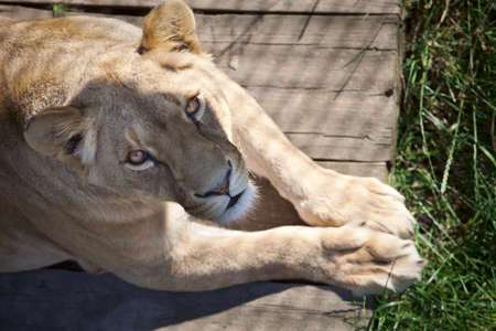lioness looking up to the camera at Yalta zoo, Ukraineの写真素材