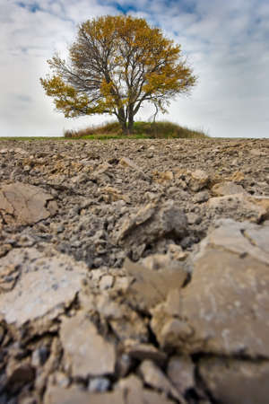 lonely fall tree in the middle of the fieldの写真素材