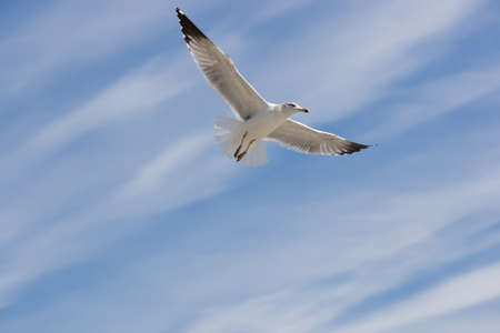 flying seagull on the blue sky backgroundの写真素材