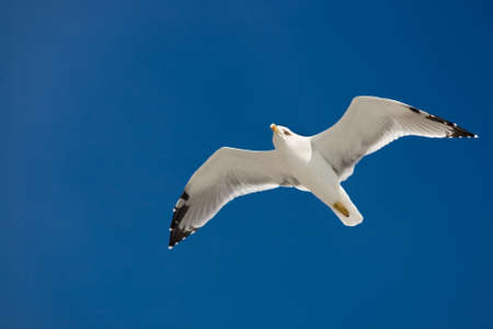 flying seagull on the blue sky backgroundの写真素材