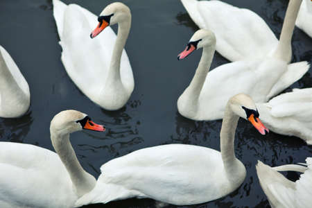 Swan family in river. Krakov area Poland.の写真素材