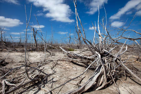 A lot of dry branches on dry landの写真素材
