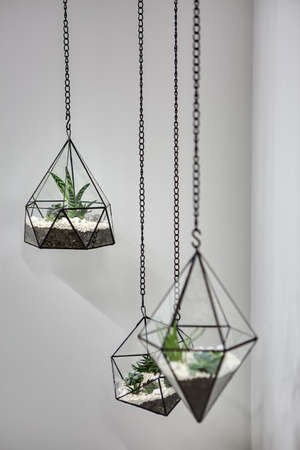 Three glass vases with metallic frames. The vases are hanging on chains on the gray wall background. Inside vases there are plants, ground and pebbles. Focus is on the far vase. Close-up photo.の写真素材