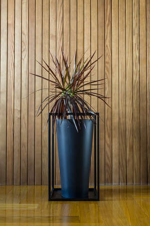 Plant in a black pot on a black metal stand on the background of the wooden wall. On the floor there is a parquet. Indoors. Vertical.の写真素材