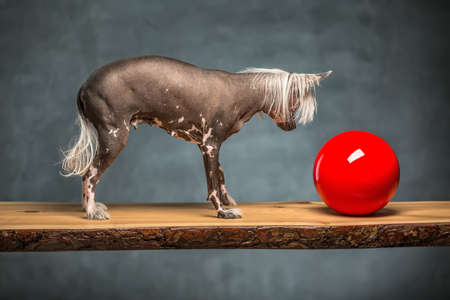 Curious chinese crested dog stands on the chipboard in the studio on the textured background. It looks at the red ball near it. Horizontal.の写真素材