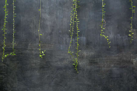 Several hanging lianasの写真素材