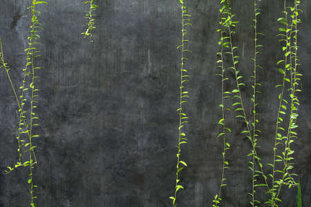 Several hanging lianasの写真素材