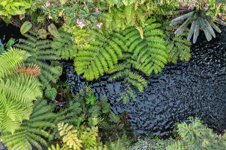 Colorful plants and flowersの写真素材