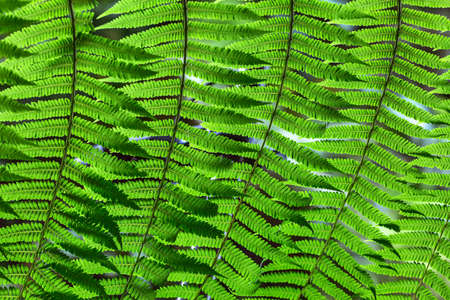 Nice fern branch with green leaves on the blurry background. Closeup photo. Horizontal.の写真素材