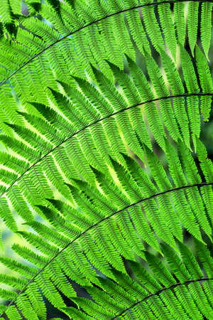 Beautiful fern branch with green leaves on the blurry background. Closeup photo. Vertical.の写真素材