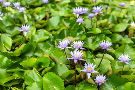 Blooming violet flowers of the water lily and green leaves in the Cloud Forest in Singapore. Closeup photo. Horizontal.の写真素材