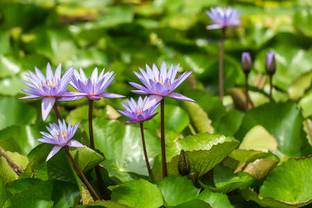 Several flowering violet flowers of the water lily on the green leaves background in the Cloud...