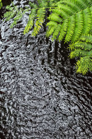 Large green ferns over the dark water surface . Closeup. Vertical.の写真素材