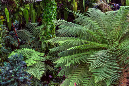 Big green fern on the background of the multi-colored plants. Closeup. Horizontal.の写真素材
