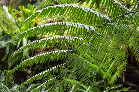 Green leaves of the fern on the blurry background of the plants.Closeup. Horizontal.の写真素材