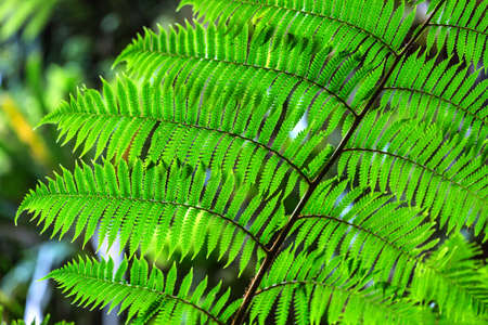Fern branch with green leaves on the blurry nature background. Closeup photo. Horizontal.の写真素材