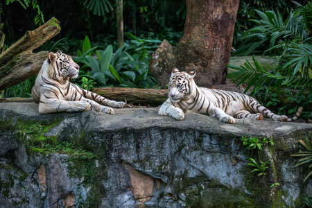 Two white tigers are resting on the rock on the trees background. Closeup photo. Horizontal.の写真素材