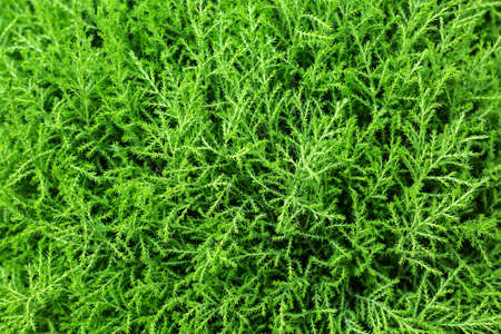 Macro photo of the green plant with small branches.  Horizontal.の写真素材