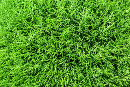 Closeup photo of the green plant with small branches. Horizontal.の写真素材