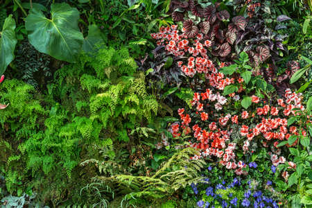 Colorful flora in the Cloud Forest in Singapore. There are multi-colored blooming flowers, green plants and ferns. Sunlight shines on them. Closeup. Horizontal.の写真素材