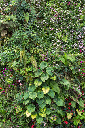 Multi-colored. There are blooming flowers, green plants and ferns. Closeup. Vertical.の写真素材