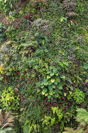 Motley flora. There are blooming flowers, green plants and ferns. Closeup. Vertical.の写真素材
