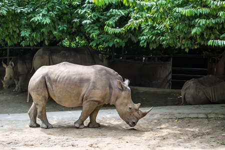 Powerful rhinoceros stands in the corral in the zoo. Behind it there are other resting rhinos. Horizontal.の写真素材