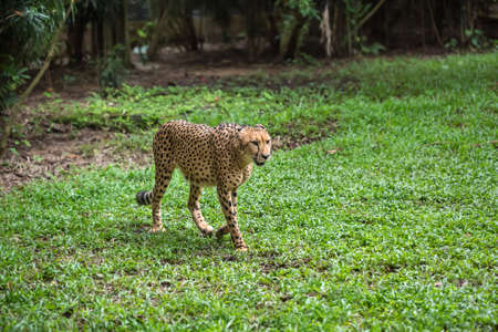 Amazing cheetah is moving on the grass on the trees background in the zoo in Singapore. Closeup. Horizontal.の写真素材