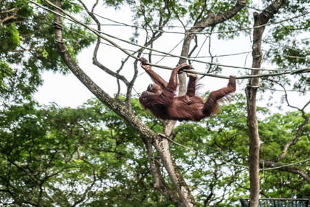 Brown orangutan is climbing upside down on the rope on the green trees background in the zoo. Also you can see small paws which embrace monkey body. Horizontal.の写真素材