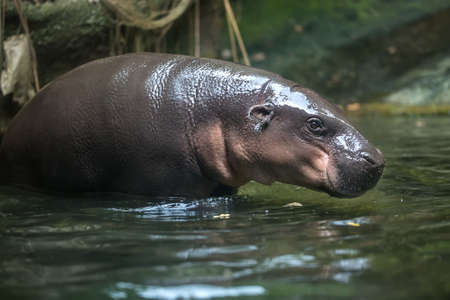 Little hippo stands in the water on the blurry background in the zoo. Closeup photo. Shoot from the side. Horizontal.の写真素材