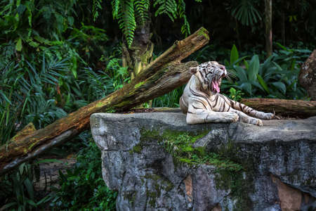 Yawning white tiger is resting on the rock on the plants background in the zoo. Closeup photo. Horizontal.の写真素材