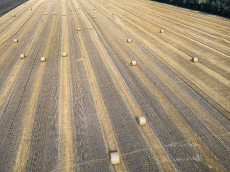 Gold field with haystacksの写真素材