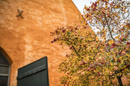 Autumn tree with red berriesの写真素材