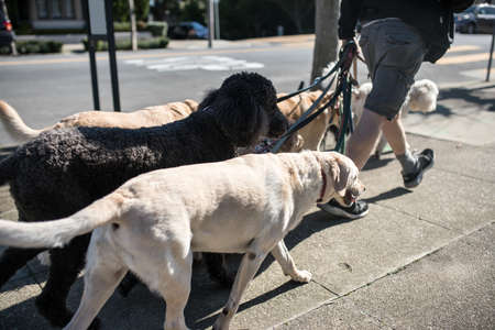 Guy with dogs outdoorsの写真素材