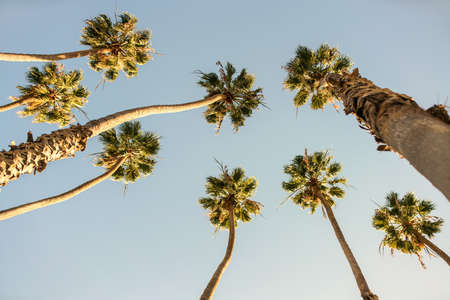 Several palm treesの写真素材