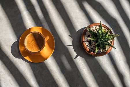 Latte on saucer and plant in potの写真素材