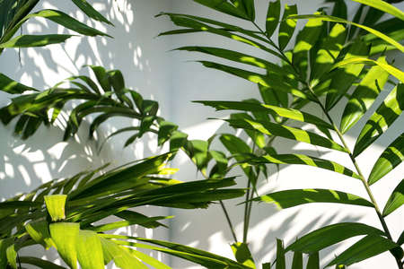 Leaves of palm treeの写真素材