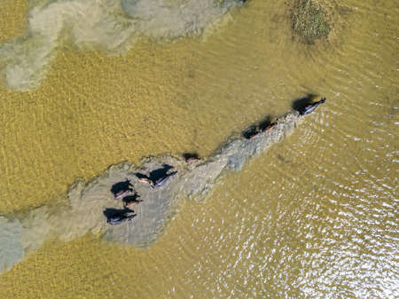Top view at water buffaloesの写真素材