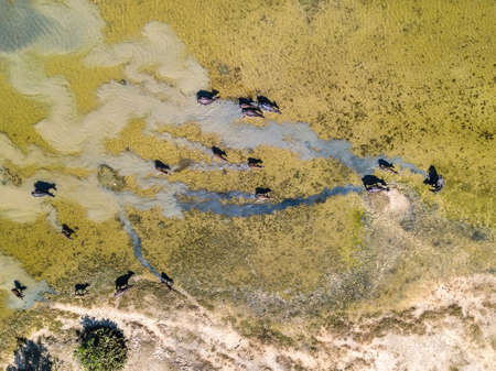 Top view at water buffaloesの写真素材
