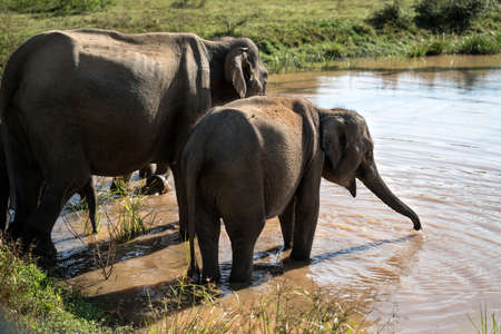 Elephants on watering placeの写真素材
