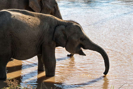 Elephants on watering placeの写真素材
