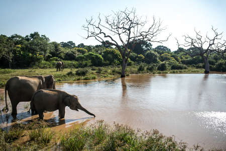 Elephants on watering placeの写真素材