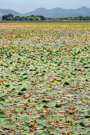 Many water lilies on water surfaceの写真素材