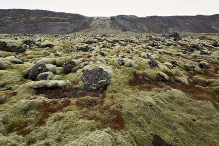 Icelandic landscape of moss fieldの写真素材