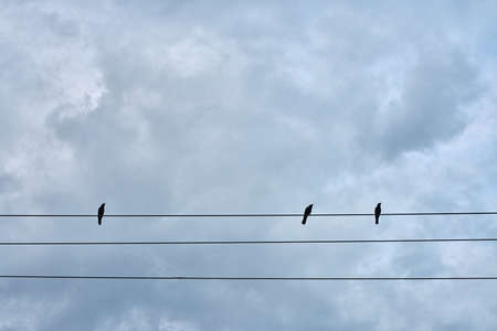 Black birds sitting on electric cableの写真素材