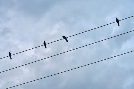 Black birds sitting on electric cableの写真素材