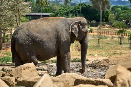 Asian elephant in national parkの写真素材