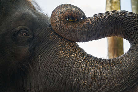 Trunk and face of asian elephantの写真素材