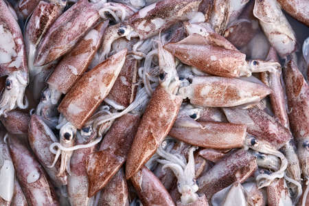 Many squids on marketの写真素材