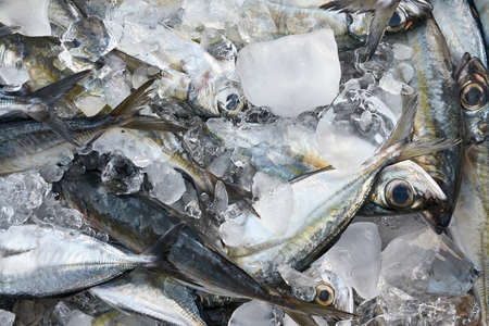 Fresh fishes on marketの写真素材